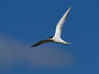 Common tern (Sterna hirundo) in its natural enviroment