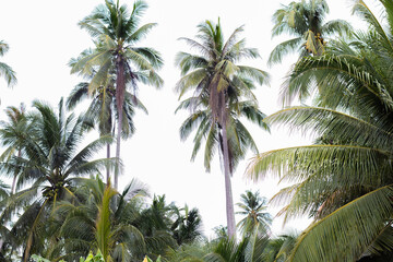 Fototapeta premium Coconut tree in coconut grove