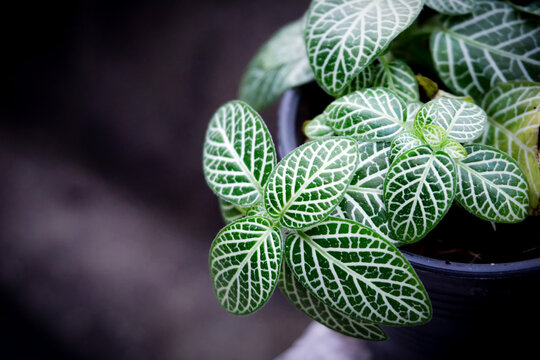 Green leaves of silver nerve plant or Fittonia albivenis grown in the pot as houseplant