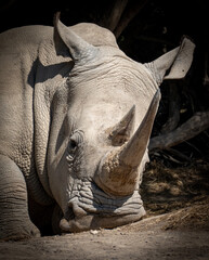 rhino in zoo