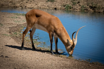 red deer drinking water