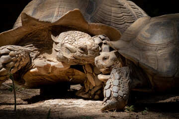 giant tortoise walking