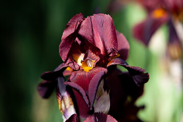 Chocolate red iris flower close up in sunny day in the garden