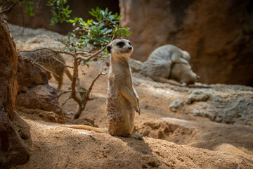 meerkat on guard