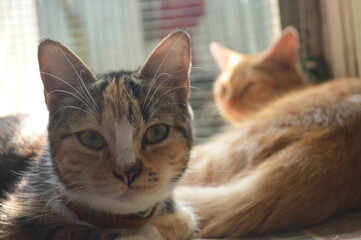 lives the lazy cat that is very funny