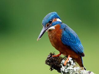 Male kingfisher fishing from a mossy branch to feed chicks in nest