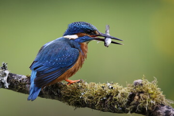 Male kingfisher fishing from a mossy branch to feed chicks in nest