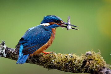 Male kingfisher fishing from a mossy branch to feed chicks in nest