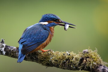 Male kingfisher fishing from a mossy branch to feed chicks in nest