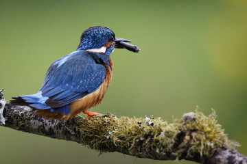 Male kingfisher fishing from a mossy branch to feed chicks in nest
