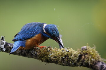 Male kingfisher fishing from a mossy branch to feed chicks in nest