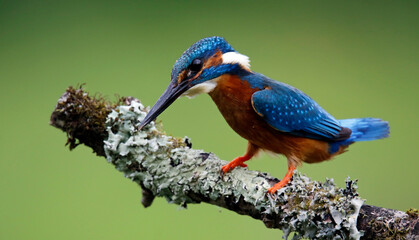 Male kingfisher fishing from a mossy branch to feed chicks in nest