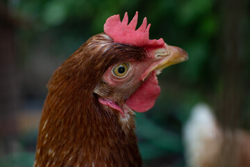 Nice hen portrait on green leaves background