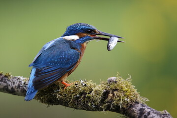 Male kingfisher fishing from a mossy branch to feed chicks in nest