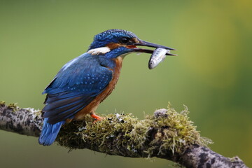 Male kingfisher fishing from a mossy branch to feed chicks in nest