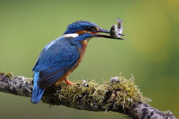 Male kingfisher fishing from a mossy branch to feed chicks in nest