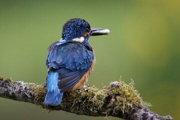Male kingfisher fishing from a mossy branch to feed chicks in nest