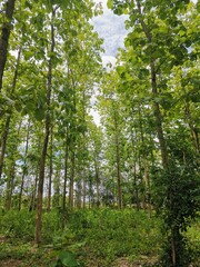 Obraz premium trees in the forest