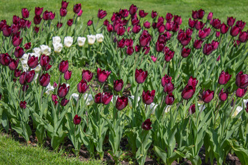Flowering colorful tulips in the garden, beauty of spring flowers