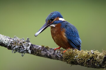 Male kingfisher fishing from a mossy branch to feed chicks in nest