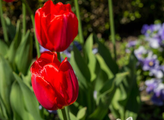 Flowering colorful tulips in the garden, beauty of spring flowers