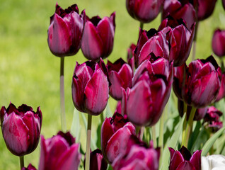 Flowering colorful tulips in the garden, beauty of spring flowers