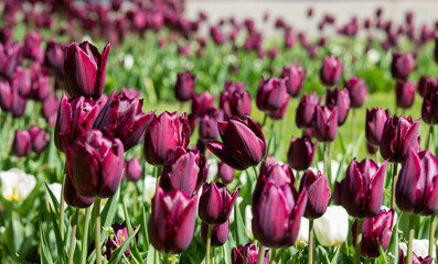 Flowering colorful tulips in the garden, beauty of spring flowers