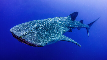 The whale shark wants to know you more closely. Tubbataha Reef (Philippines)