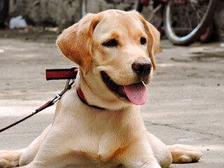 A lab dog sitting on the road