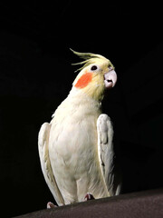 White lutino cocktail in the darkroom
