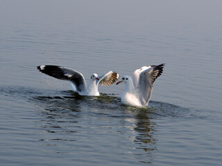 Two seagull birds swimming on the river