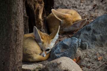 two fennec fox sleeping