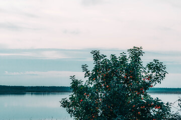 pine tree on the lake