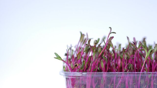 Red cabbage microgreen closeup on white background. Home greens grown hydroponically