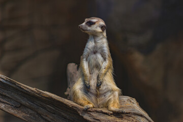 meerkat on guard duty