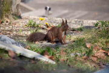 Eichhörnchen tastet sich zu den Sonnenblumenkernen vor