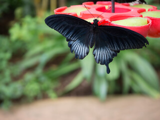 Mariposa bebiendo N&eacute;ctar 