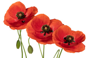 Obraz premium Wild red poppies. Isolated on white background. Front view. Full depth of field. With clipping path.