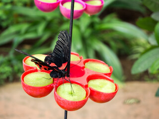 Mariposa bebiendo N&eacute;ctar 
