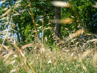 dry grass in the foreground with trees in background
