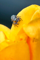 macro of small spider on a yellow rose