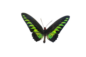Beautiful butterfly specimen on white background