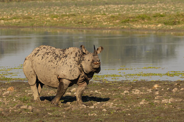 A single horn rhino walking in the marshy   wet lands of Assam India on 6 December 2016 © Sandeep