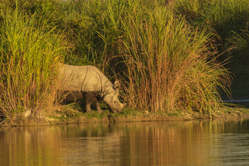 A  one horned rhino grazing grass amidst tall grass on the banks of a lake in Kaziranga national park in Assam India on 6 December 2016  © Sandeep