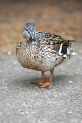 Female Mallard wild duck (Stockente, Anas platyrhynchos)