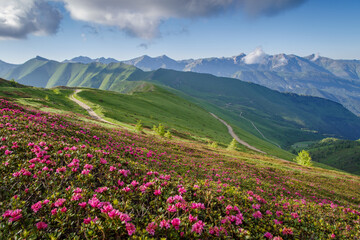 Flowering wild Rhododendrons in Ligurian Alps, Italy
