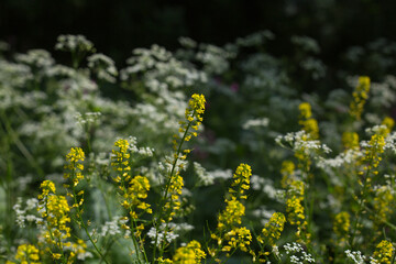 Eine Wiese im Wald