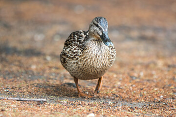 Female Mallard wild duck (Stockente, Anas platyrhynchos)