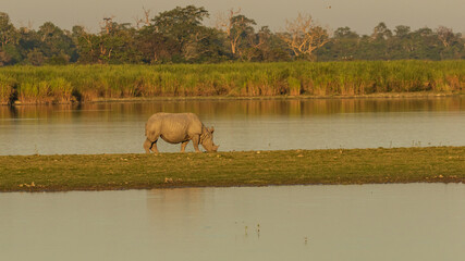 A single horn rhino grazing on grass in the wet lands of Assam India on 6 December 2016 © Sandeep