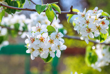 Beautiful blooming pear tree branches with white flowers and buds, growing in a garden. Spring nature background.